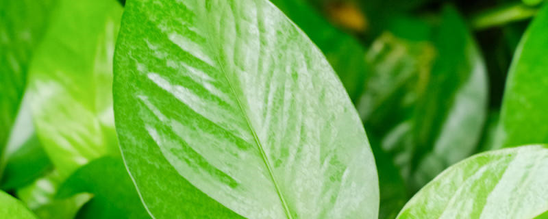 什么植物净化空气最好 什么植物净化空气最好