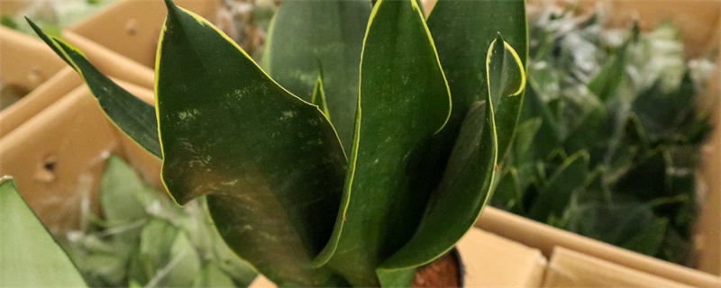 虎皮兰开花有什么预兆 虎皮兰开花有什么预兆
