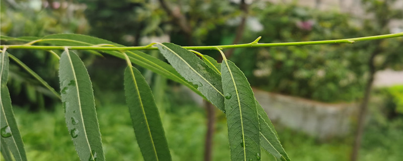 五树进宅 人穷家败