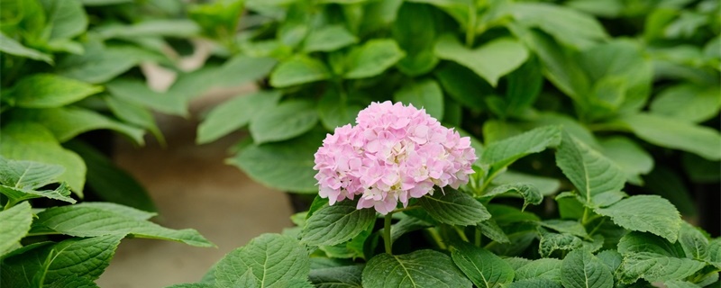 绣球花的花语 绣球花的花语