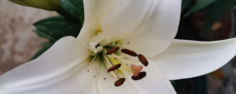百合花不能乱送,百合花是送死人的吗 百合花不能乱送,百合花是送死人的吗
