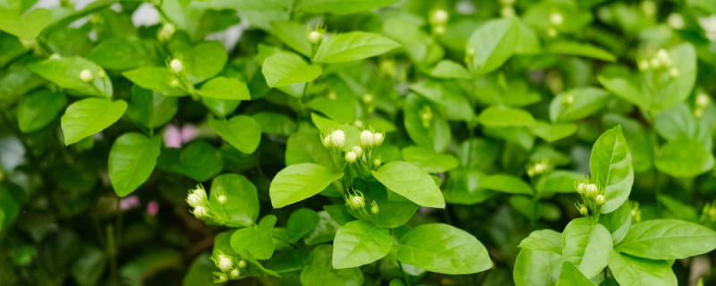 茉莉花茶的作用,有什么禁忌 茉莉花茶的作用,有什么禁忌