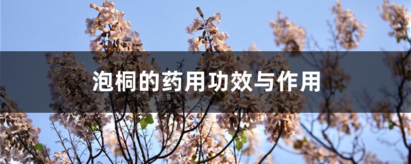 泡桐的药用功效与作用,泡桐的图片 泡桐的药用功效与作用,泡桐的图片