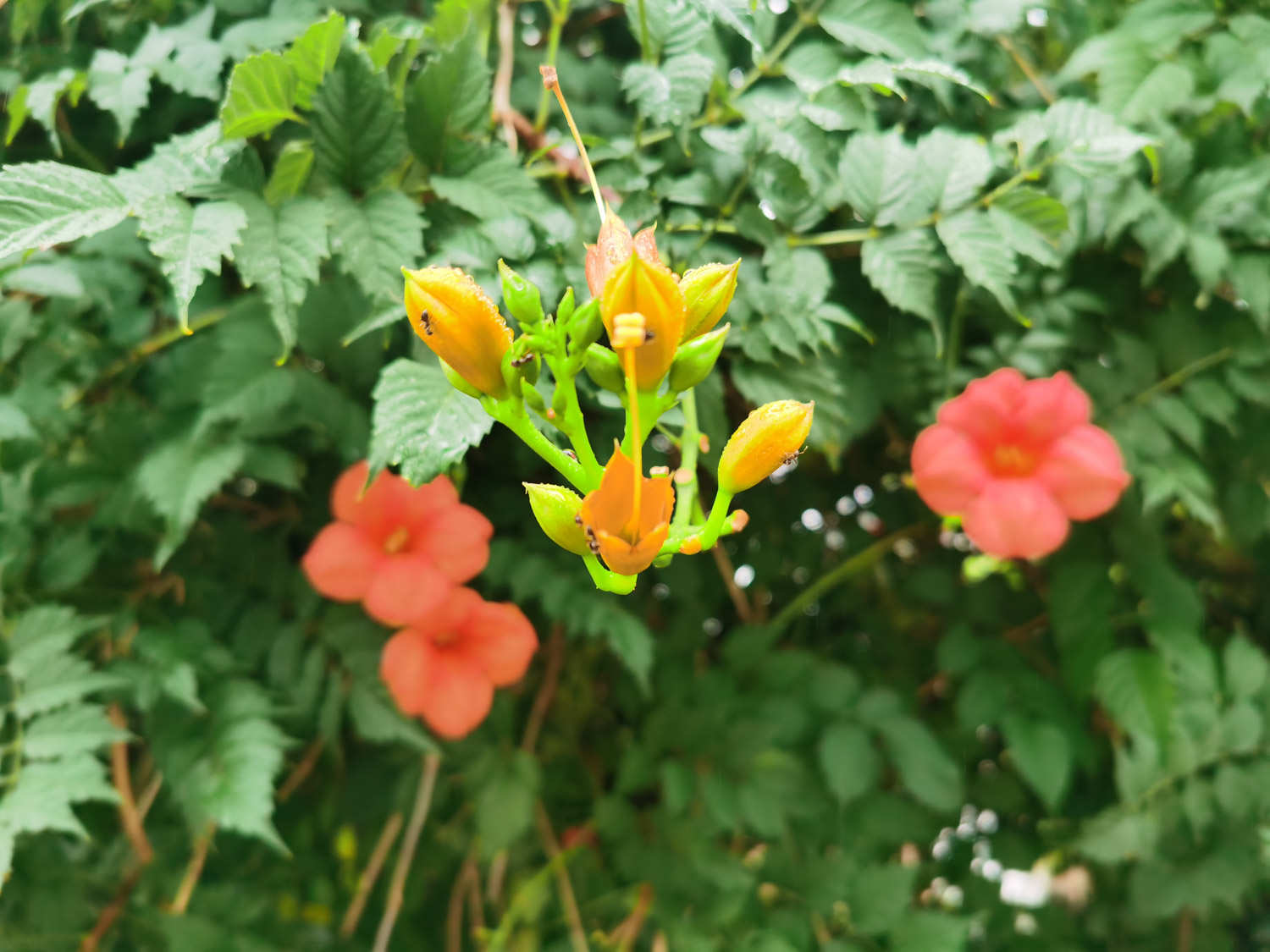 凌霄花 凌霄花