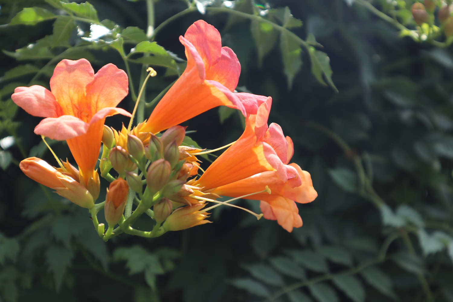 凌霄花 凌霄花