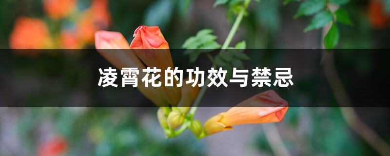 凌霄花的功效与禁忌，凌霄花图片