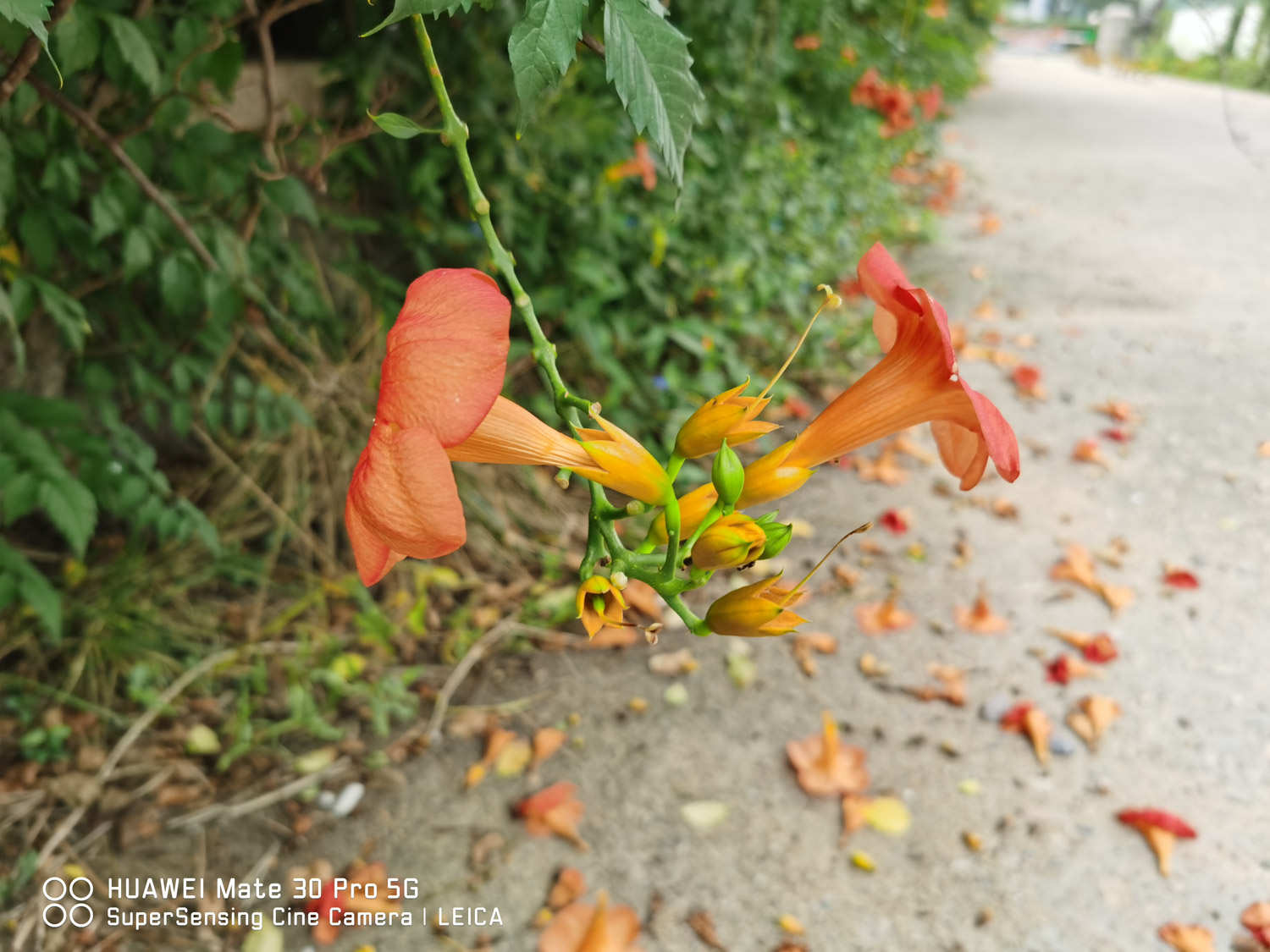 凌霄花 凌霄花