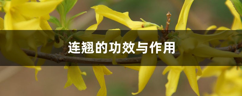 连翘的功效与作用,副作用及禁忌 连翘的功效与作用,副作用及禁忌