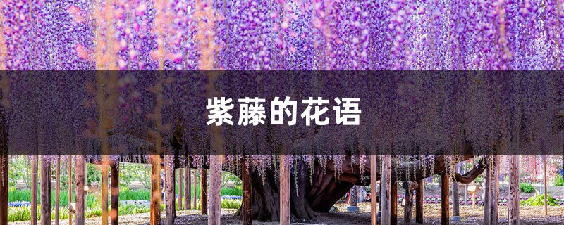 紫藤的花语和寓意,有什么传说故事 紫藤的花语和寓意,有什么传说故事