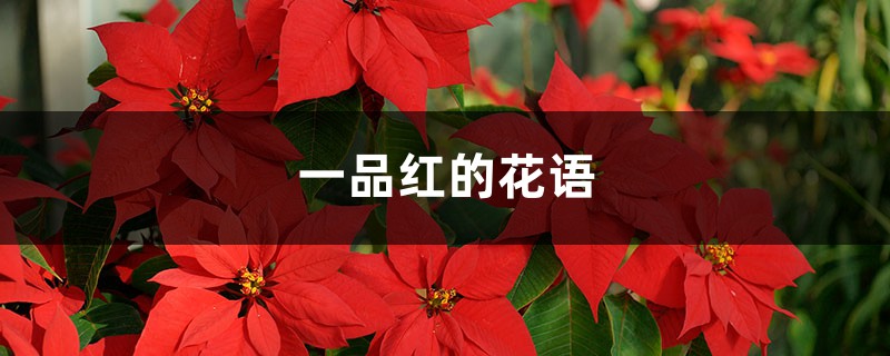 一品红的花语和寓意,有什么传说故事 一品红的花语和寓意,有什么传说故事