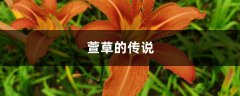 萱草的花语和寓意，有什么传说故事