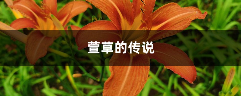 萱草的花语和寓意,有什么传说故事 萱草的花语和寓意,有什么传说故事