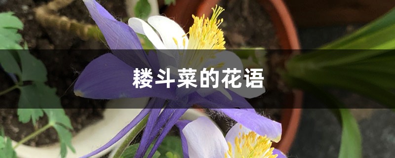 耧斗菜的花语和寓意,有什么传说故事 耧斗菜的花语和寓意,有什么传说故事
