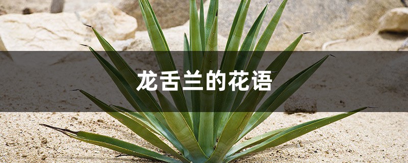 龙舌兰的花语和寓意,有什么传说故事 龙舌兰的花语和寓意,有什么传说故事