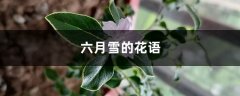 六月雪的花语和寓意，有什么传说故事