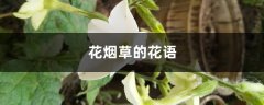 花烟草的花语和寓意，有什么传说故事