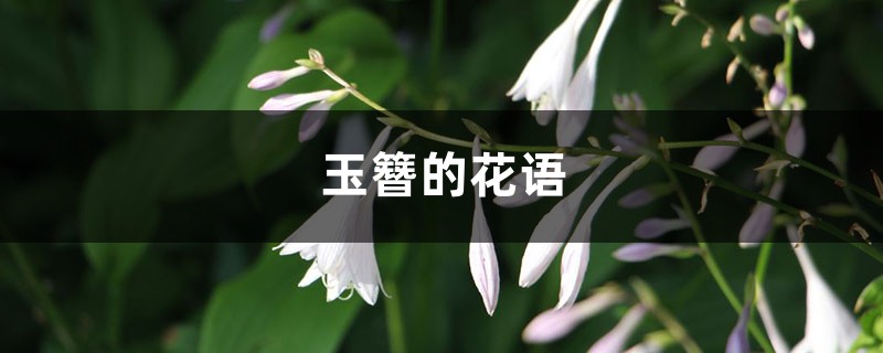 玉簪的花语和寓意,有什么传说故事 玉簪的花语和寓意,有什么传说故事