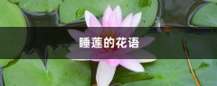 睡莲的花语和寓意，有什么传说故事