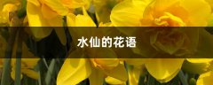 水仙的花语和寓意，有什么传说故事