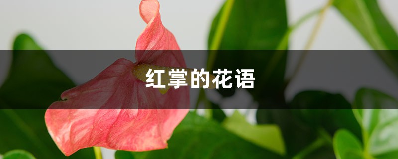 红掌的花语和寓意，送人有什么禁忌