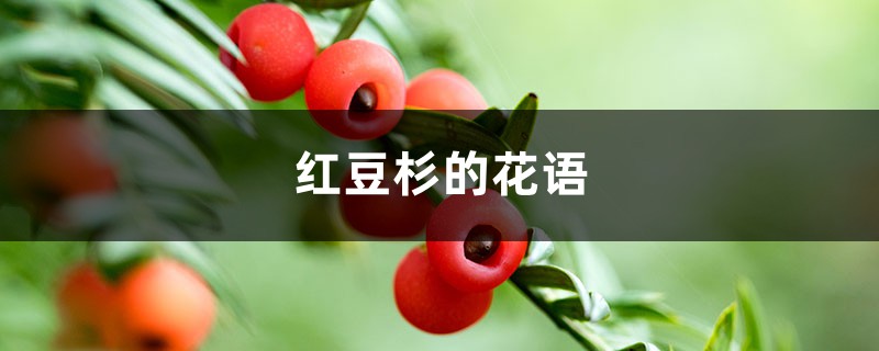 红豆杉的花语和寓意,有什么传说故事 红豆杉的花语和寓意,有什么传说故事