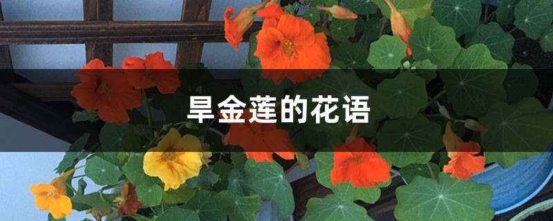 旱金莲的花语和寓意，送人有什么禁忌