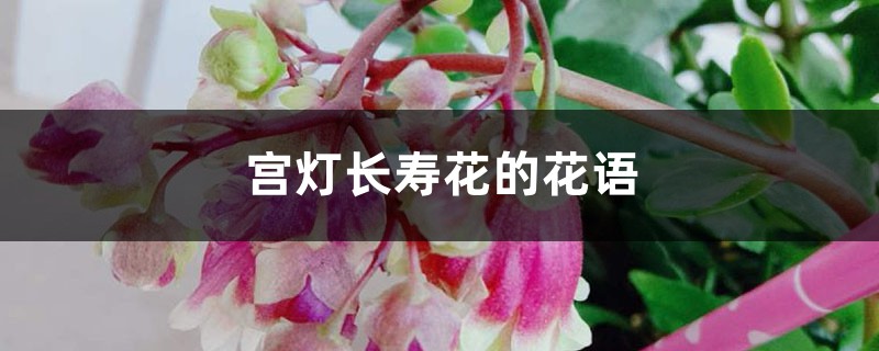 宫灯长寿花的花语和寓意,有什么传说故事 宫灯长寿花的花语和寓意,有什么传说故事