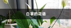 白掌的花语和寓意，送人有什么禁忌