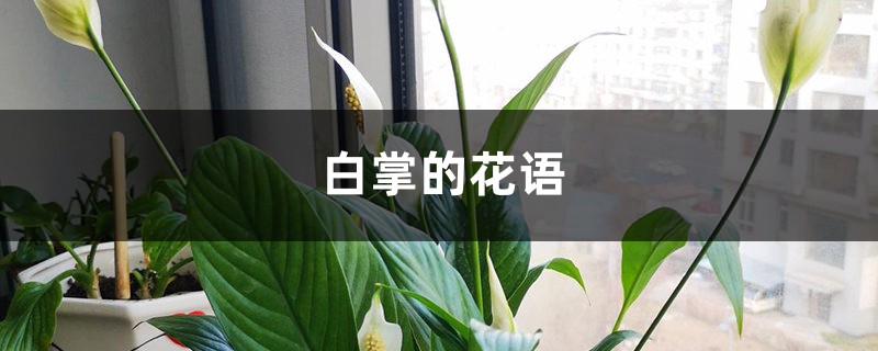 白掌的花语和寓意,送人有什么禁忌 白掌的花语和寓意,送人有什么禁忌