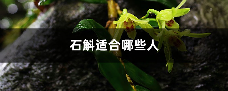 石斛适合哪些人吃，怎么吃