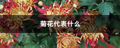 菊花代表什么，有什么禁忌