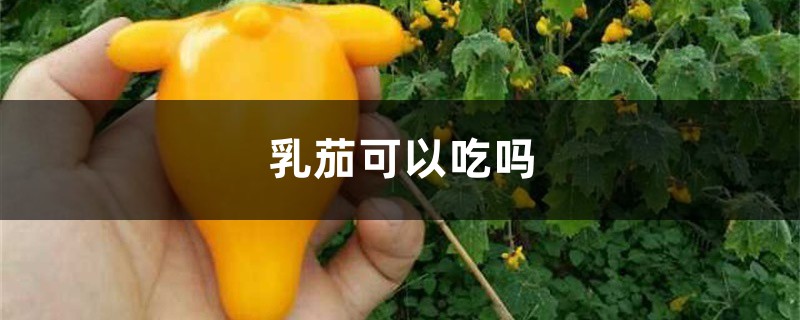 乳茄可以吃吗,有什么功效与作用 乳茄可以吃吗,有什么功效与作用