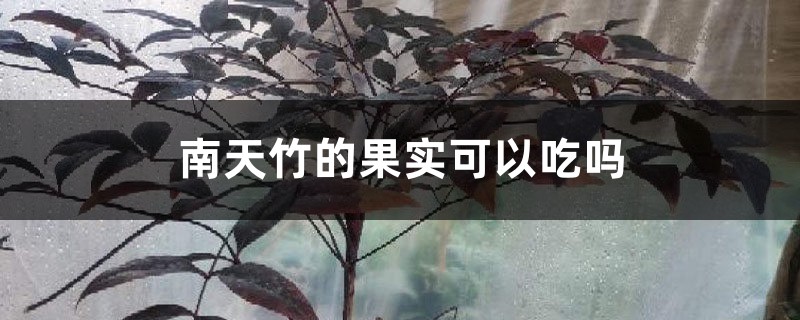 南天竹的果实可以吃吗,吃多少会中毒 南天竹的果实可以吃吗,吃多少会中毒