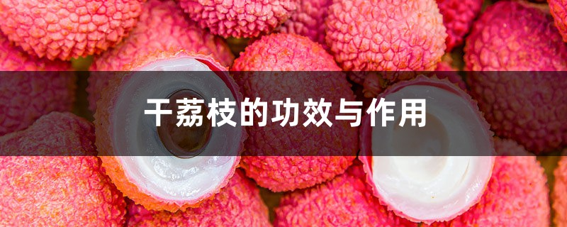 干荔枝的功效与作用,干荔枝图片 干荔枝的功效与作用,干荔枝图片