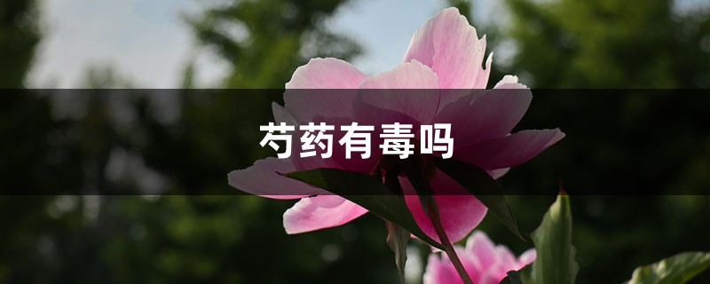 芍药有毒吗，芍药可以在室内养吗