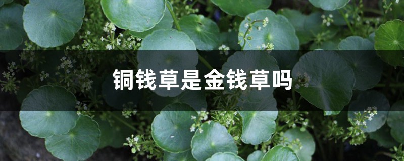铜钱草是金钱草吗,铜钱草与金钱草的区别 铜钱草是金钱草吗,铜钱草与金钱草的区别
