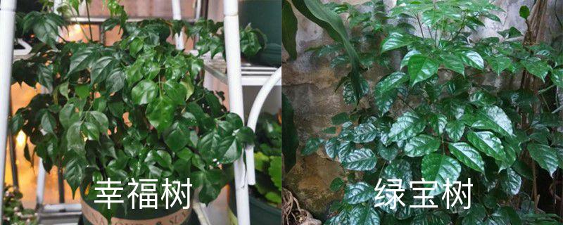幸福树和绿宝树的区分,绿宝树是不是幸福树 幸福树和绿宝树的区分,绿宝树是不是幸福树