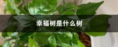 幸福树是什么树，幸福树常绿还是落叶