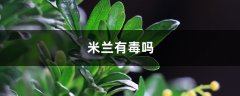 米兰有毒吗，米兰花可以放客厅吗