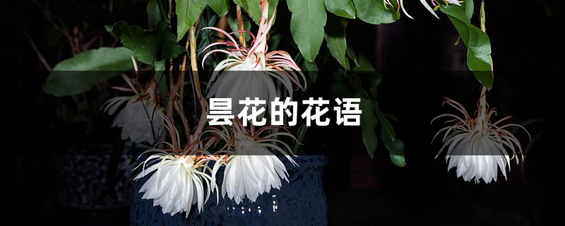 昙花的花语和象征意义