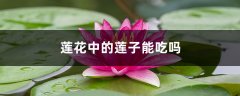 莲花中的莲子能吃吗，吃莲子有好处吗