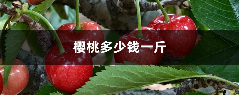 樱桃多少钱一斤,大樱桃多少钱一斤 樱桃多少钱一斤,大樱桃多少钱一斤