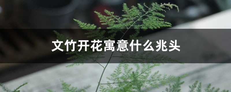 文竹开花寓意什么兆头，养几根才最好