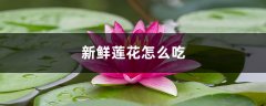 新鲜莲花怎么吃，孕妇能吃吗