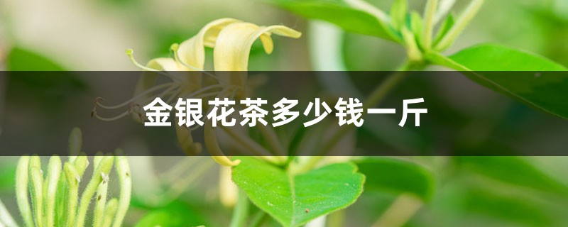 金银花茶多少钱一斤，有什么功效