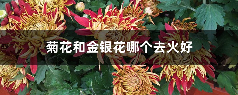 金银花能去火吗，和菊花比哪个去火好