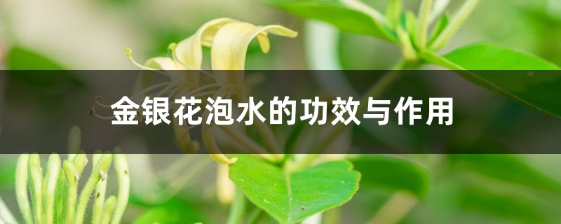 金银花泡水的功效、作用与禁忌 金银花泡水的功效、作用与禁忌