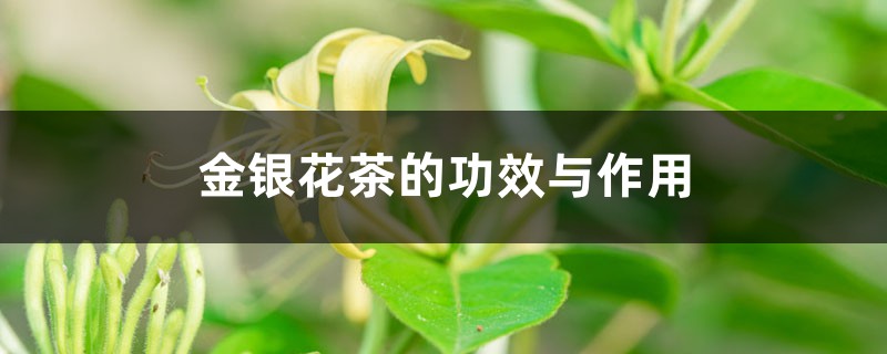 金银花茶的功效、作用与副作用