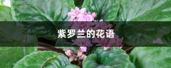 紫罗兰的花语，紫罗兰图片