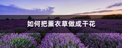 如何把薰衣草做成干花，薰衣草干花怎么保存